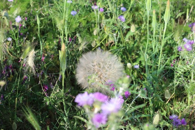 Les Pouilles - Sud de l'Italie photography
