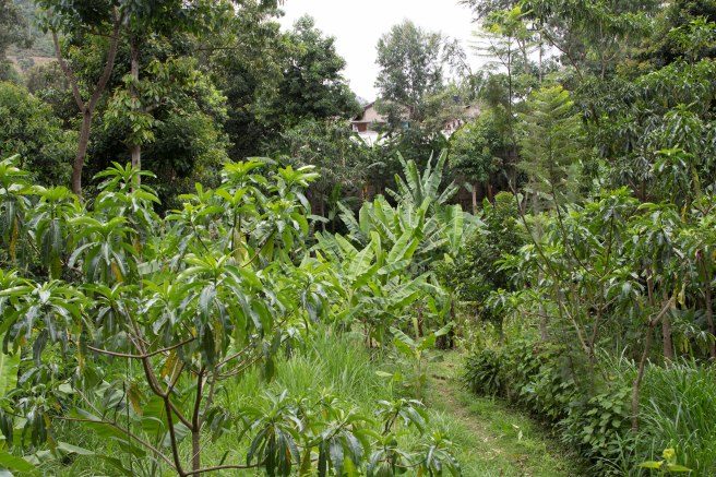 Ville d'Arusha en Tanzanie - Afrique