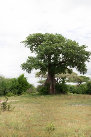 City guide - Tarangire national park, Tanzania