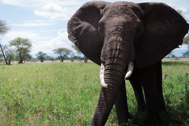 City guide - Tarangire national park, Tanzania