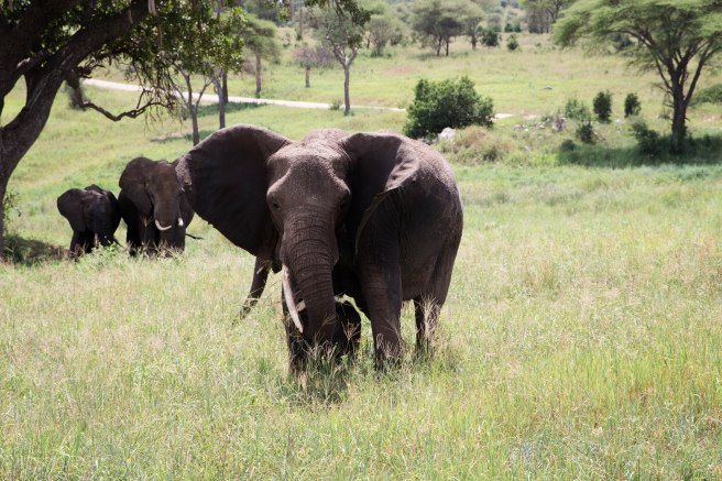 City guide - Tarangire national park, Tanzania