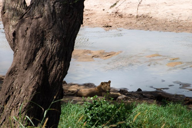 City guide - Tarangire national park, Tanzania