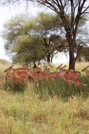 City guide - Tarangire national park, Tanzania