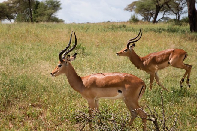 City guide - Tarangire national park, Tanzania