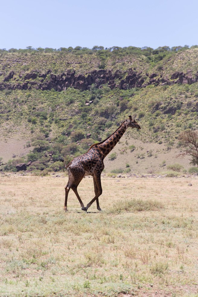 City guide - Tarangire national park, Tanzania