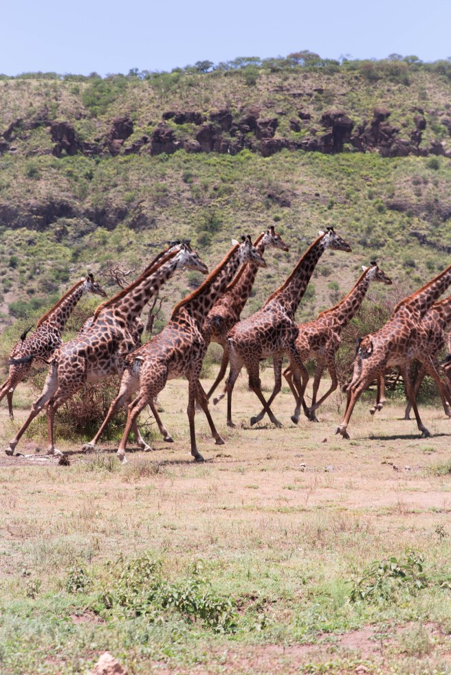 City guide - Serengeti National Park, Tanzania 