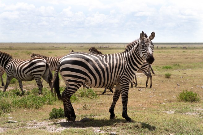 City guide - Serengeti National Park, Tanzania 