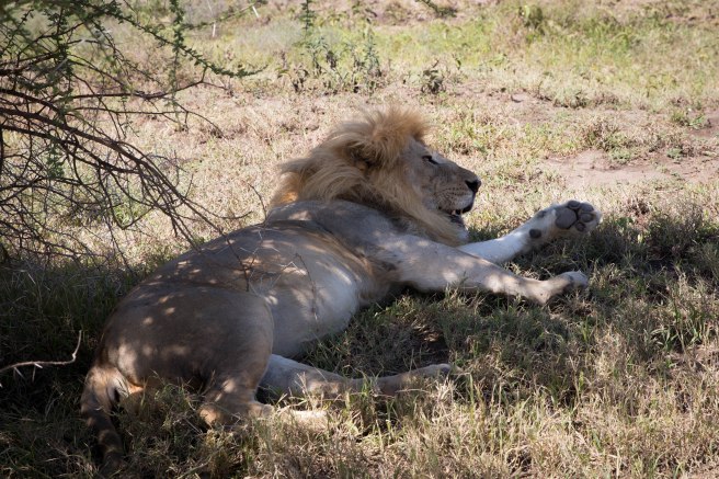 City guide - Serengeti National Park, Tanzania