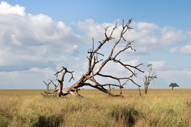 City guide - Serengeti National Park, Tanzania 