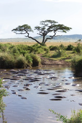 City guide - Serengeti National Park, Tanzania