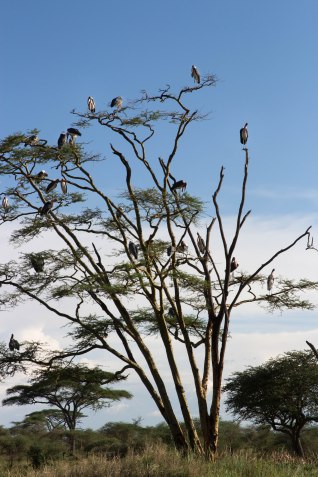 City guide - Serengeti National Park, Tanzania