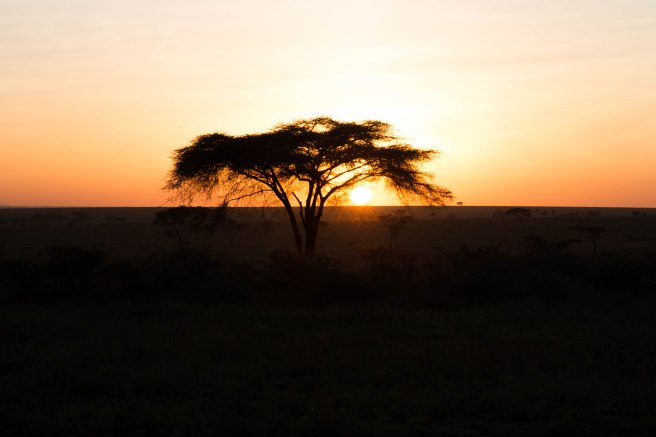 City guide - Serengeti National Park, Tanzania 