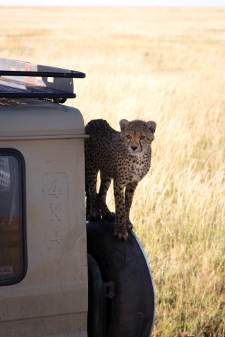 City guide - Serengeti National Park, Tanzania