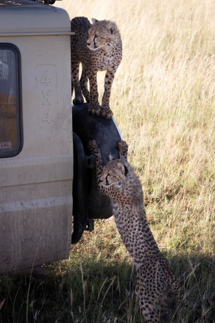 City guide - Serengeti National Park, Tanzania