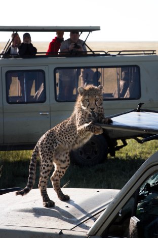 City guide - Serengeti National Park, Tanzania