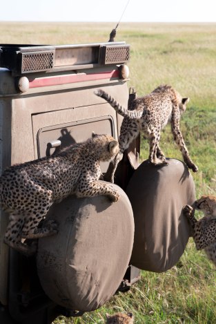 City guide - Serengeti National Park, Tanzania