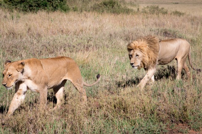 City guide - Serengeti National Park, Tanzania