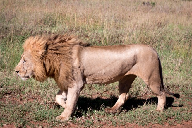 City guide - Serengeti National Park, Tanzania