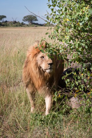 City guide - Serengeti National Park, Tanzania
