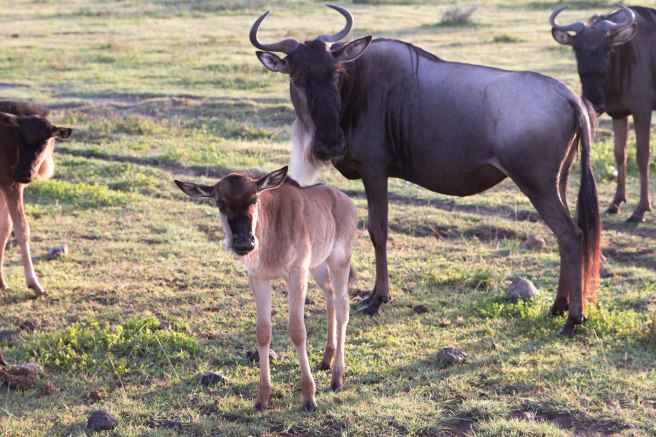 City guide - Serengeti National Park, Ngorongoro conservation area, Tanzania