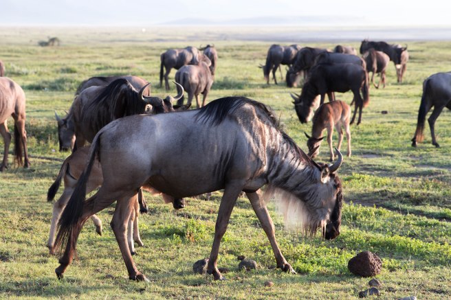 City guide - Serengeti National Park, Ngorongoro conservation area, Tanzania