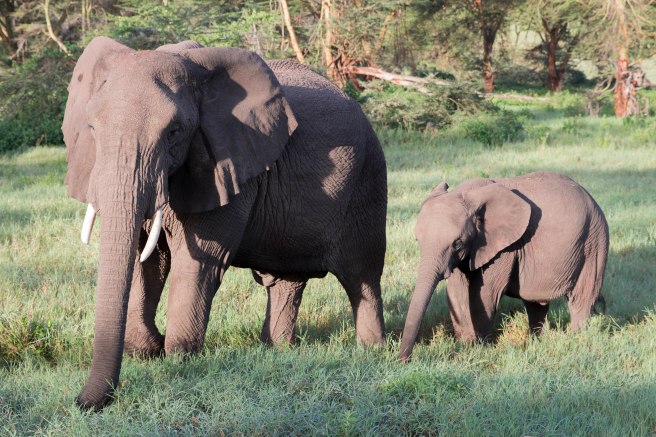 City guide - Serengeti National Park, Ngorongoro conservation area, Tanzania