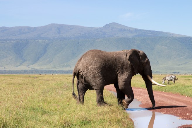 City guide - Serengeti National Park, Ngorongoro conservation area, Tanzania