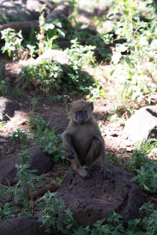 City guide - Lake Manyara National Park, Tanzania