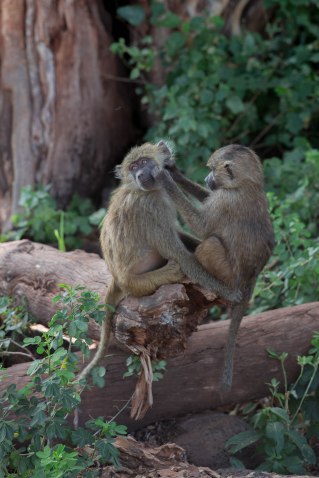 City guide - Lake Manyara National Park, Tanzania