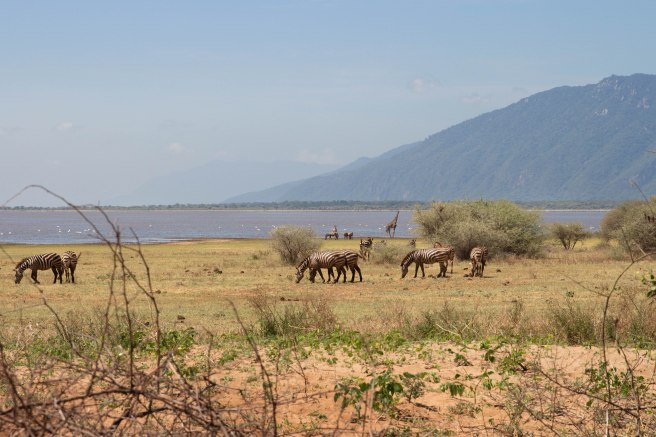 City guide - Lake Manyara National Park, Tanzania
