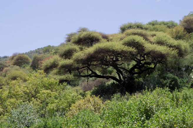 City guide - Lake Manyara National Park, Tanzania