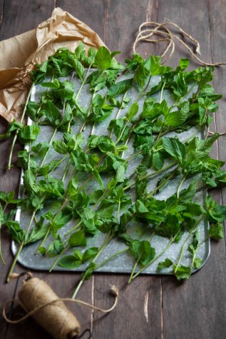 Recycler ses herbes aromatiques - Sécher de la menthe à infuser - photography