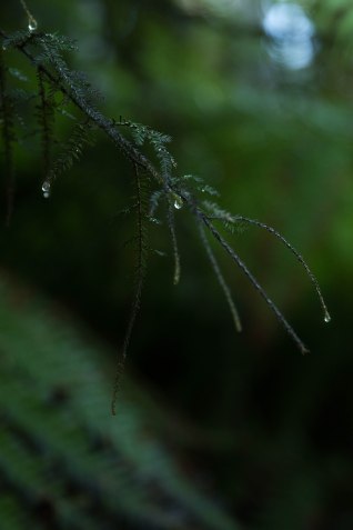 City guide - Un weekend pluvieux à Amsterdam photography