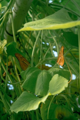 City guide - Un weekend pluvieux à Amsterdam photography